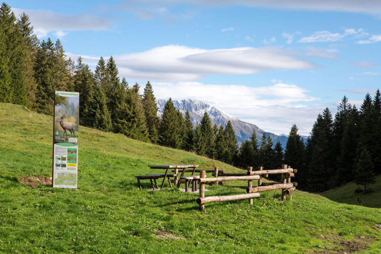 Val Gandino bosco