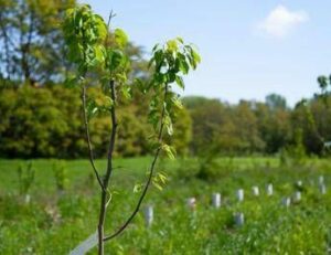 Atlante delle Foreste 37 milioni di alberi piantati nel 2025
