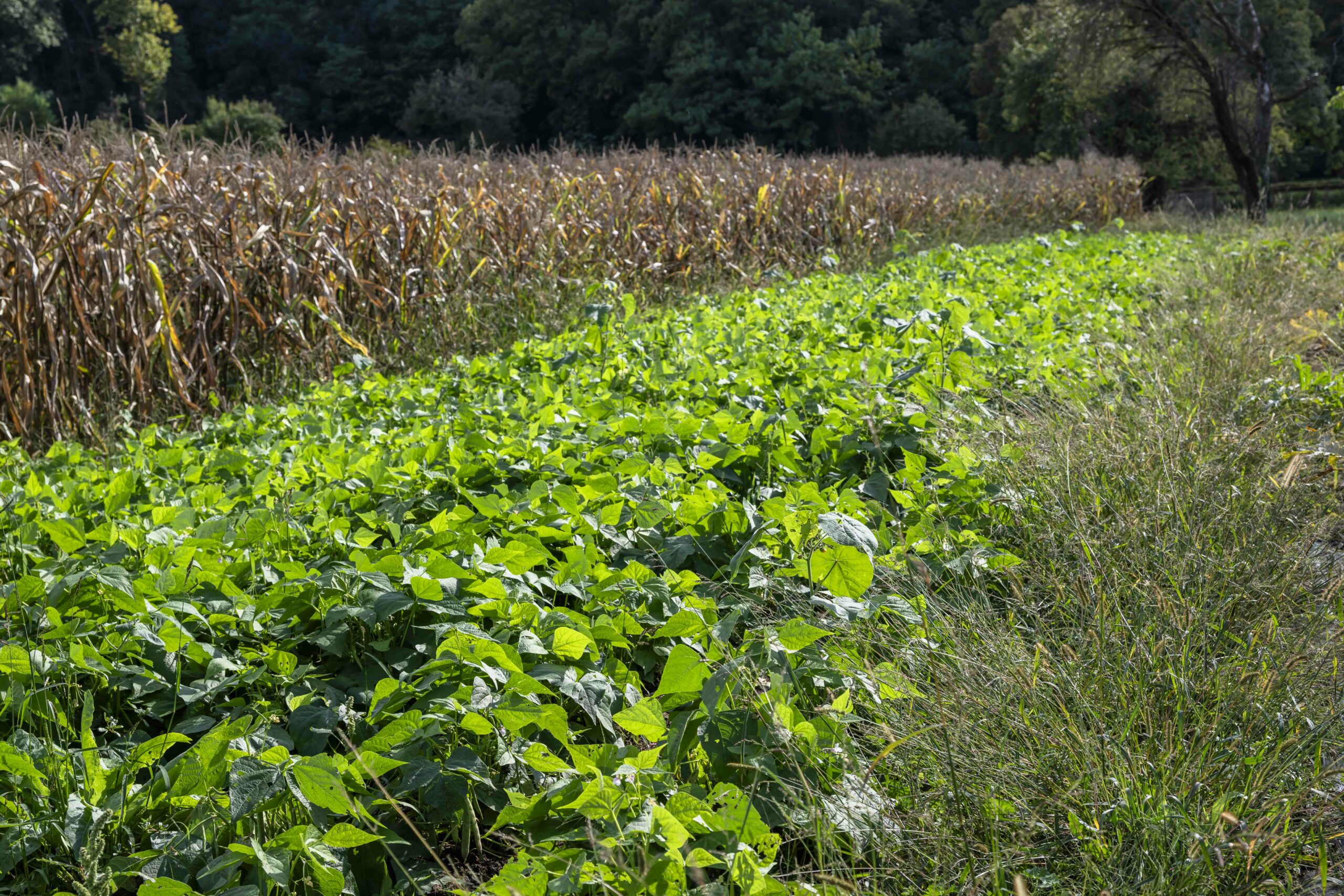 Campo azienda agricola Rubis Filiera legume3633 2 scaled Campo azienda agricola Rubis Filiera legume3633 2 scaled